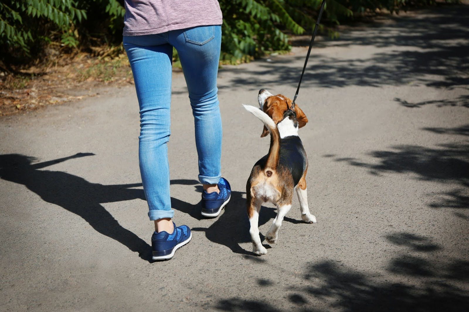 Bongo Mascots te ofrece una excelente plataforma para trabajar de manera flexible como paseador de perros