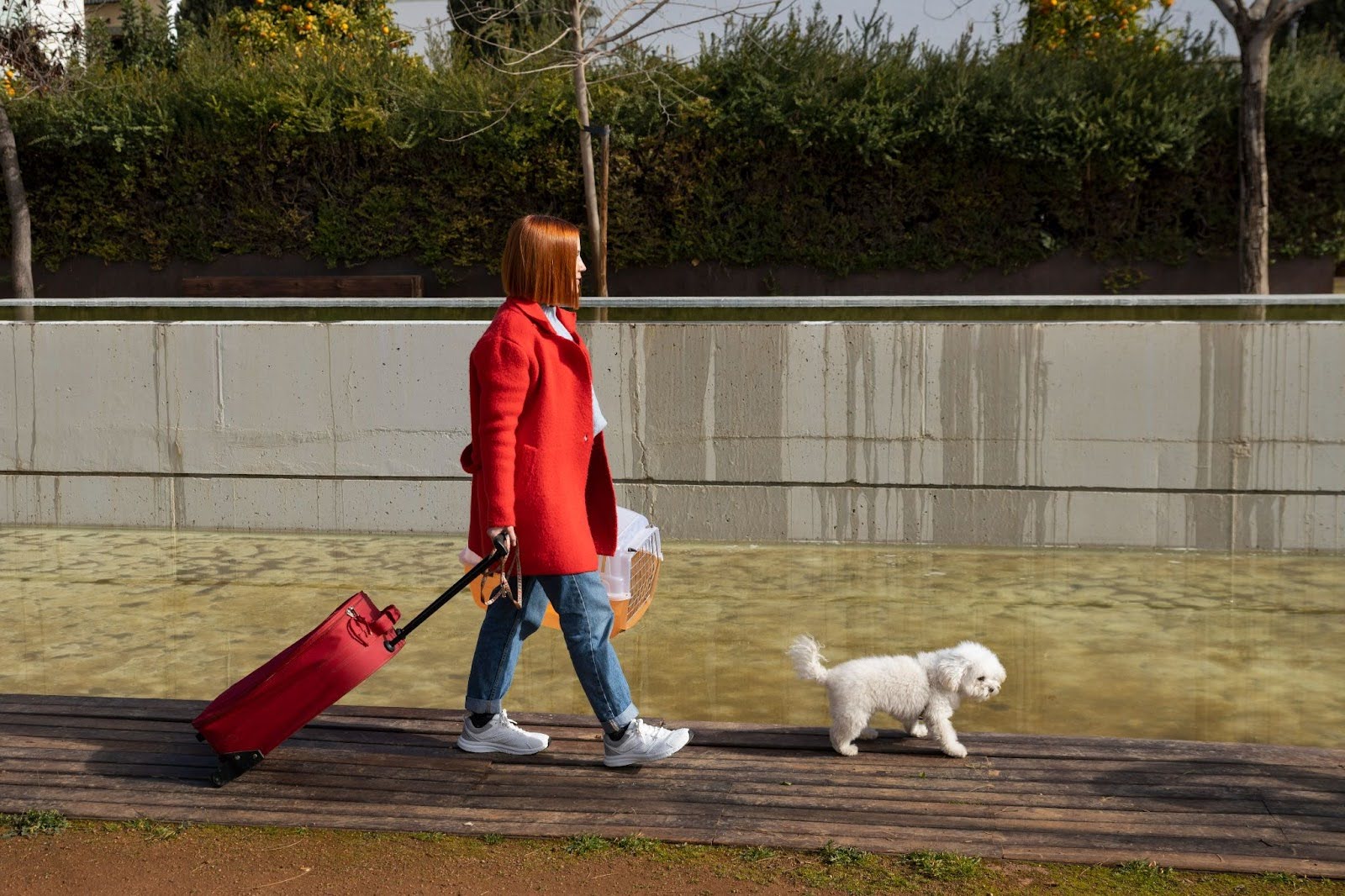 Es importante que conozcas los requisitos para viajar con mascotas desde Panamá