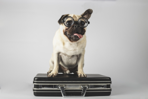 cuánto tardan los trámites para el transporte de mascota fuera de Panamá