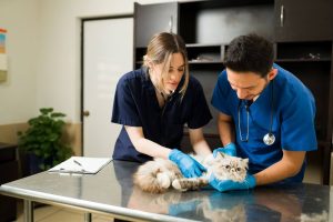 10 señales urgentes de que tu mascota necesita ir al veterinario