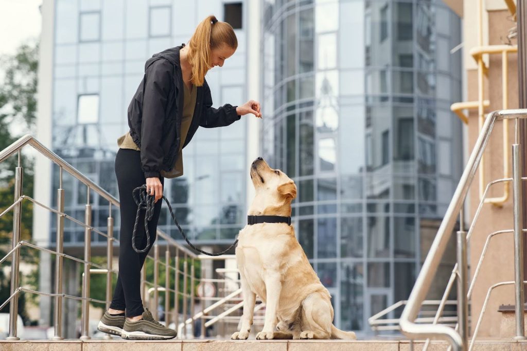 Rutas recomendadas para pasear a tu perro