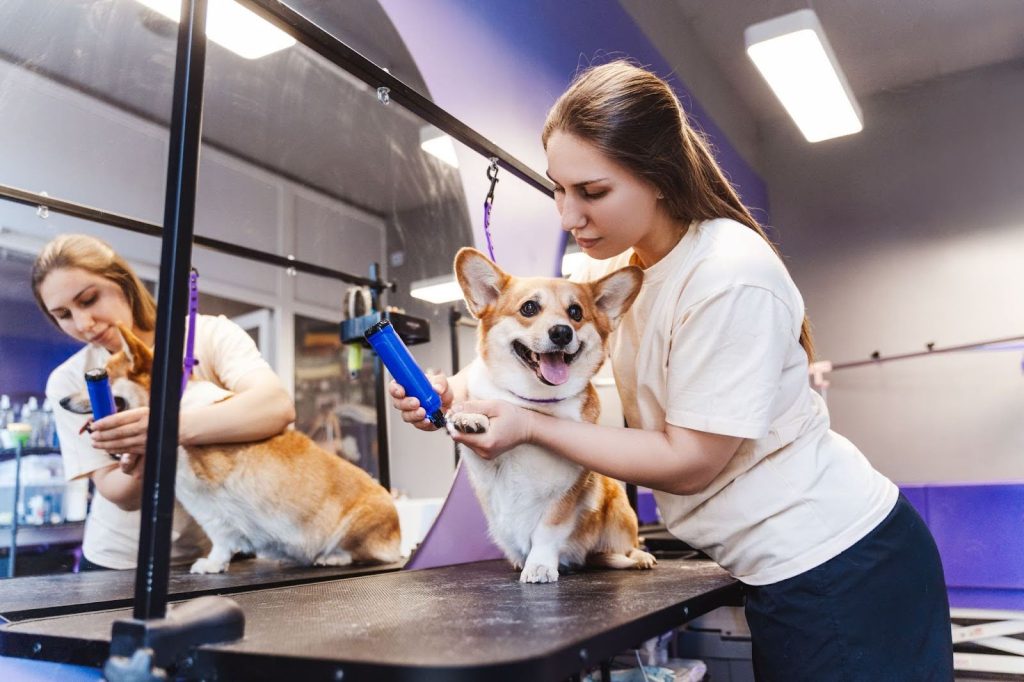 Una pet shop en Panamá de calidad