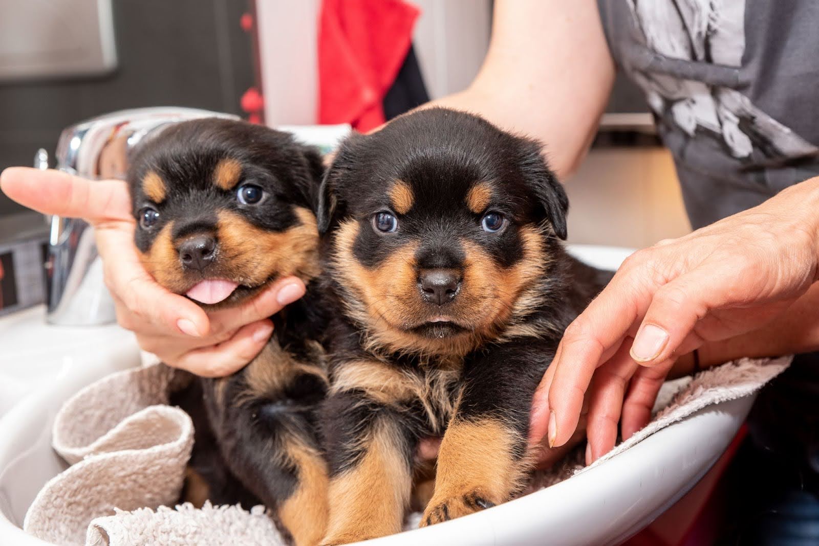 el mejor pet shop en Panamá
