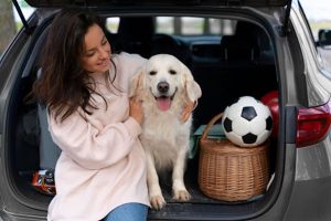 Viajar con mascotas durante las fiestas