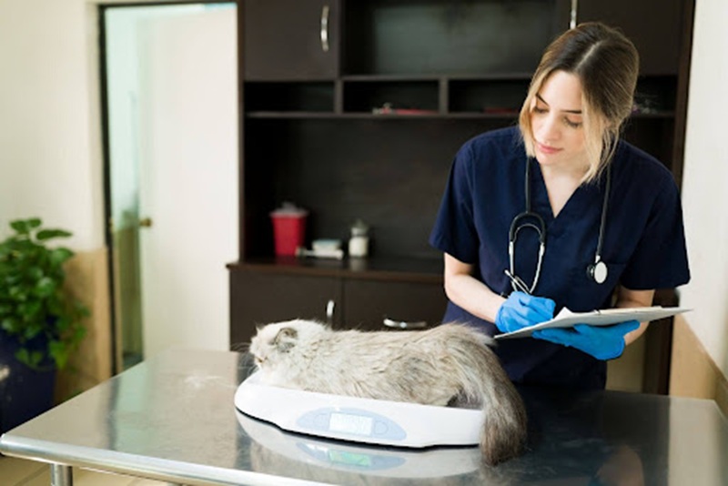 La importancia de una veterinaria 24 horas en Panamá: tu aliado en emergencias