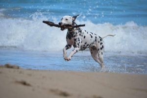 cómo cuidar mascotas en Panamá durante el verano