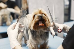 digitalizar un pet shop en Panamá